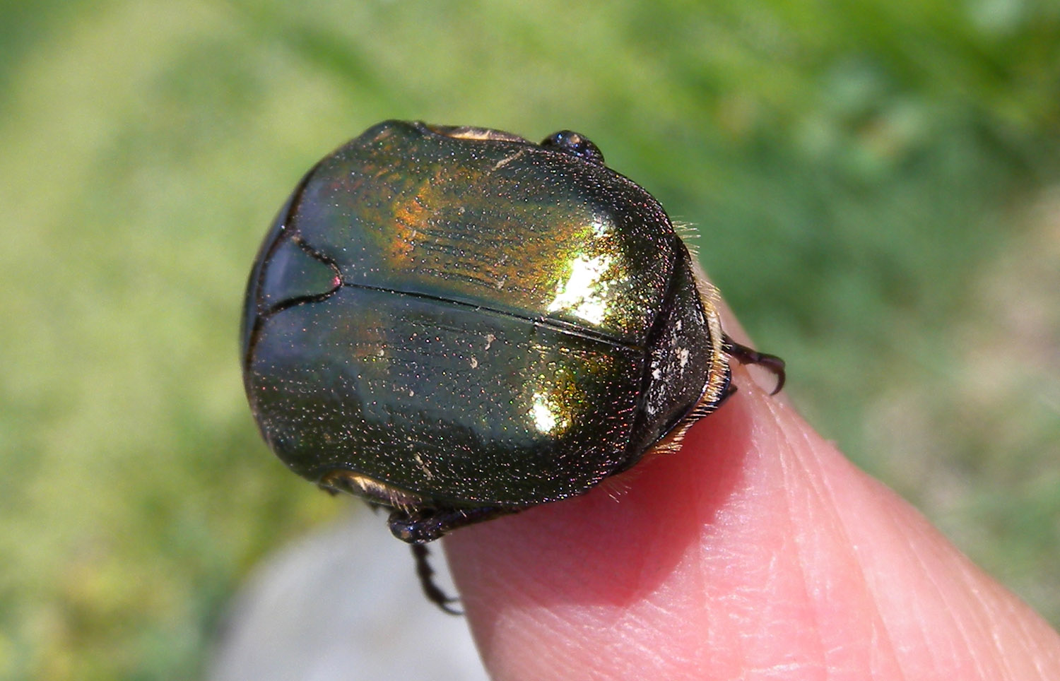 Cetonia sp.